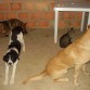 Ruffo (labrador retriver), Lazzy (pastor aleman), Coffi, Hercules (gato).